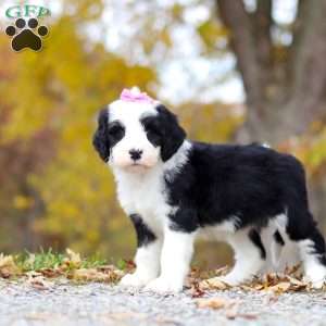 Eva, Sheepadoodle Puppy